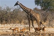 Etosha, Namibia, Namibia