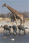 Camara Canon EOS 500D
Namibia Cebra Equus Burchelli 
El Sur Africano
NAMIBIA
Foto: 23107