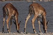 Etosha, Namibia, Namibia