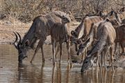 Etosha, Namibia, Namibia