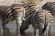 Etosha, Namibia, Namibia