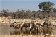 Etosha, Namibia, Namibia