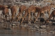 Etosha, Namibia, Namibia