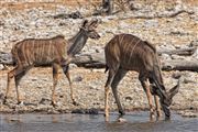 Etosha, Namibia, Namibia