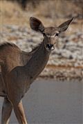 Etosha, Namibia, Namibia