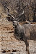 Etosha, Namibia, Namibia