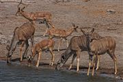 Etosha, Namibia, Namibia