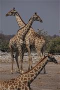 Etosha, Namibia, Namibia