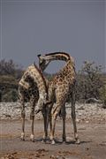 Etosha, Namibia, Namibia