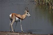 Etosha, Namibia, Namibia