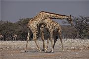 Etosha, Namibia, Namibia