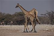 Etosha, Namibia, Namibia