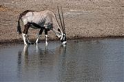 Etosha, Namibia, Namibia