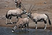 Etosha, Namibia, Namibia