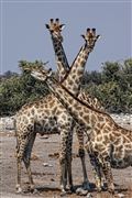 Etosha, Namibia, Namibia