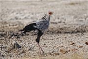 Etosha, Namibia, Namibia