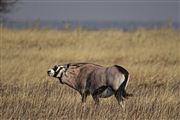 Camara Canon EOS 500D
Namibia Antilope Oryx  oris Gazella 
El Sur Africano
NAMIBIA
Foto: 23130