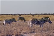 Etosha, Namibia, Namibia