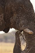 Etosha, Namibia, Namibia