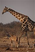 Etosha, Namibia, Namibia