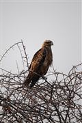 Etosha, Namibia, Namibia