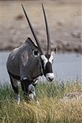 Camara Canon EOS 500D
Namibia Antilope Oryx  oris Gazella 
El Sur Africano
NAMIBIA
Foto: 23139