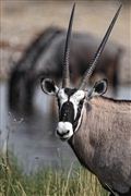 Camara Canon EOS 500D
Namibia Antilope Oryx  oris Gazella 
El Sur Africano
NAMIBIA
Foto: 23140