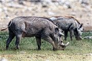 Etosha, Namibia, Namibia