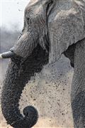 Camara Canon EOS 500D
Namibia Elefante  african Elephant  loxodonta Africana 
El Sur Africano
NAMIBIA
Foto: 23145