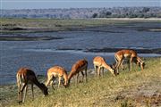 Camara Canon EOS 500D
Botswana Impala  aepyceros Melampus 
El Sur Africano
BOTSWANA
Foto: 23185