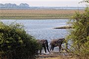 Camara Canon EOS 500D
Botswana Elefante  african Elephant  loxodonta Africana 
El Sur Africano
BOTSWANA
Foto: 23186