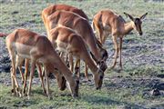 Camara Canon EOS 500D
Botswana Impala  aepyceros Melampus 
El Sur Africano
BOTSWANA
Foto: 23187