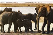 Camara Canon EOS 500D
Botswana Elefante  african Elephant  loxodonta Africana 
El Sur Africano
BOTSWANA
Foto: 23190