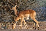 Camara Canon EOS 500D
Botswana Impala  aepyceros Melampus 
El Sur Africano
BOTSWANA
Foto: 23203