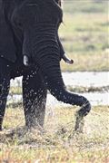 Camara Canon EOS 500D
Botswana Elefante  african Elephant  loxodonta Africana 
El Sur Africano
BOTSWANA
Foto: 23205