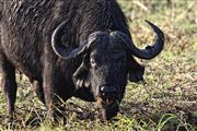 Camara Canon EOS 500D
Botswana Bufalo Africano  african Buffalo  syncerus Caffer 
El Sur Africano
BOTSWANA
Foto: 23209