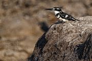 Camara Canon EOS 500D
Botswana Ceryle Rudis   pied Kingfisher   martin Pescador Pio 
El Sur Africano
BOTSWANA
Foto: 23212