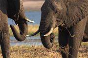 Botswana, Botswana, Botswana