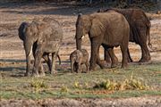 Camara Canon EOS 500D
Botswana Elefante  african Elephant  loxodonta Africana 
El Sur Africano
BOTSWANA
Foto: 23231