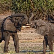 Camara Canon EOS 500D
Botswana Elefante  african Elephant  loxodonta Africana 
El Sur Africano
BOTSWANA
Foto: 23233