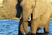 Camara Canon EOS 500D
Botswana Elefante  african Elephant  loxodonta Africana 
El Sur Africano
BOTSWANA
Foto: 23239