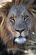 Etosha, Namibia, Namibia