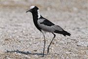 Etosha, Namibia, Namibia