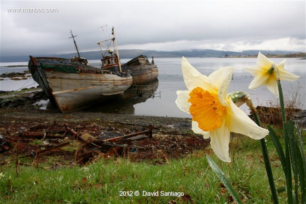 Isle of Mull
Anemona en La Isla de Mull - escocia
Isle of Mull