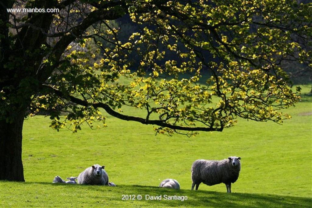 Isle Arran
Paisajes en Glen Chalmalade
Isle Arran