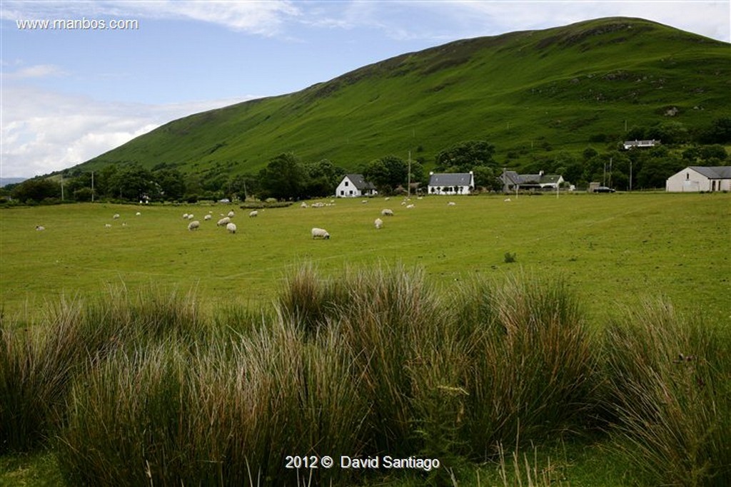 Isle of Mull
Cisnes en La Isla de Mull - escocia
Isle of Mull