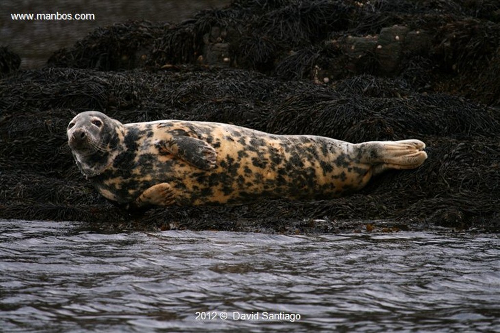 Isle of Mull
Foca Gris en La Isla de  mull - escocia
Isle of Mull