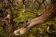 Camara Canon EOS 5D
Detalle de Bosque en La Isla de  mull - escocia
Escocia
ISLE OF MULL
Foto: 29639