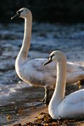 Camara Canon EOS 400D DIGITAL
Cisnes en La Isla de Mull - escocia
Escocia
ISLE OF MULL
Foto: 29619