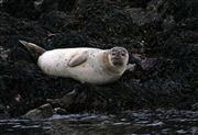 Isle of Mull, Isle of Mull, Reino Unido